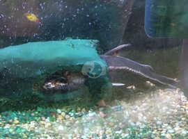 Raphael Catfish 12 inches long both female for rehoming together asap £80 in Plymouth St Budeaux Area