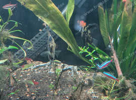 Mixture of Amazon Basin Tropical Fish