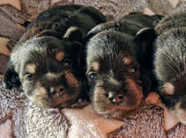 Meet our Miniature Schnauzer purebred baby girl