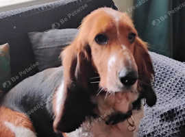 Basset Hound