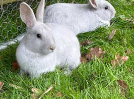Beautiful lilac Rabbits