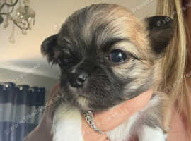 Baby long haired chihuahuas