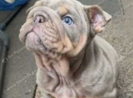 Gorgeous English Bulldog Puppies KC Pedigree