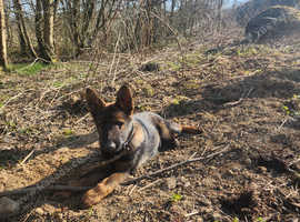 German shepherd for sale