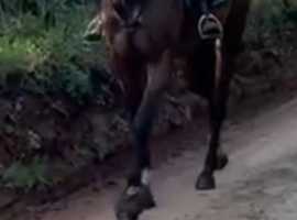 Thoroughbred mare