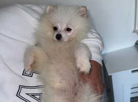 13 weeks old white Pomeranian