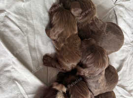 6 stunning cocker spaniel puppies