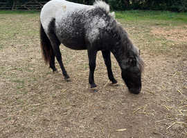 Two Female Miniature Horses