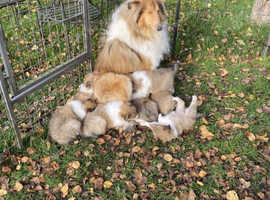 Rough fashion collie rescue midlands