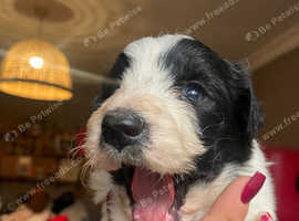 Border collie puppies