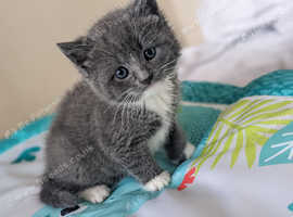 Beautiful British short hair kitten for sale