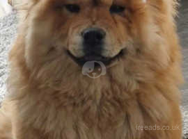 1 chow chow bitch puppy available