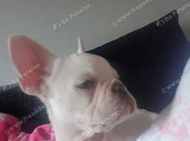 Platinum French Bulldog Puppy
