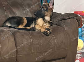 14 week old