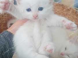 Two pure white kittens