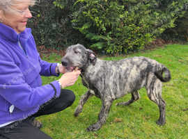 Irish wolfhound