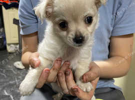Chihuahua puppies for sale