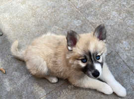 Ready now F2 pomsky puppies