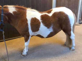 For sale suzie Shetland pony