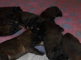 Leonberger puppies , parents health tested.
