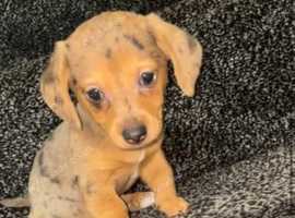 Jackshund puppy
