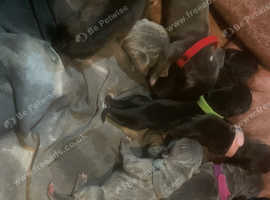 Neapolitan mastiff X cane corso puppies