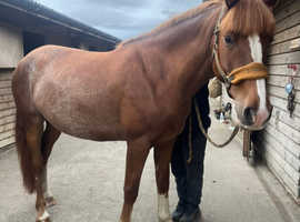 4yo Clydesdale x Sports Horse Mare -16h