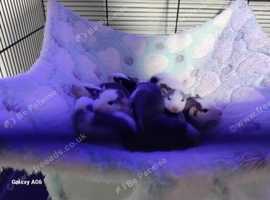 Baby rats