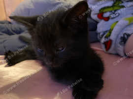 Gorgeous Black Tabby Kitten Looking For Forever Home In Glasgow On 