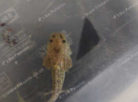 Baby Axolotls 2, 3 and 4cm Wild and Leucistic