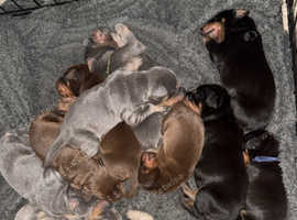 Dobermann puppies for sale