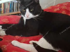 Tuxedo cat