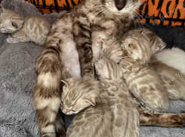 Snow mink kittens