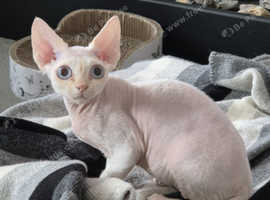 Gorgeous female/male devon rex  for sale