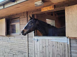 16hh dark bay mare 8yo