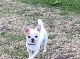 Chihuahua Puppies and Dogs For Sale