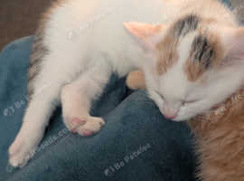 12 weeks old female Calico kitten.