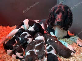 English Springer Spaniel Puppies for sale