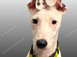 Male Lurcher