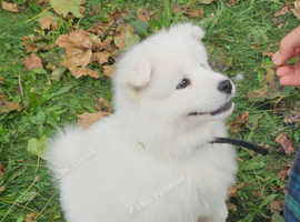 white, fluffy, Samoyed puppy