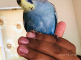 Budgies For Sale and Rehome uk | Find Birds For Sale and Rehome at