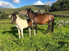 atlantic freya (molly) beautiful filly with so much potential
