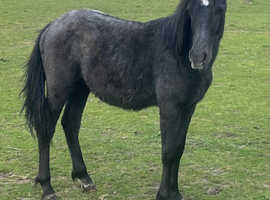 Lovely temperament Welsh X yearling 12.2hh