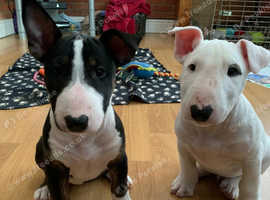 English bull terrier puppies KC registered