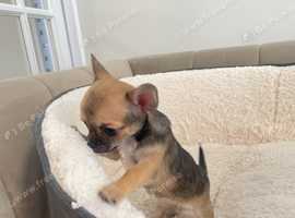 Beautiful Chihuahua 2 Girls left