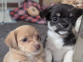3 stunning Chipoo puppies left