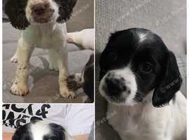 Beautiful Sprocker Spaniel Puppies for Sale