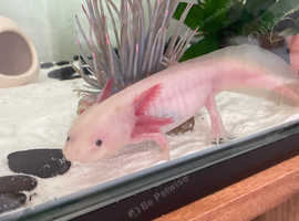 20 Axolotl Eggs £10 Each In Oakham Le15 On Freeads Classifieds - Frogs 