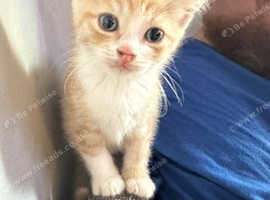 Little kittens 2024 for sale