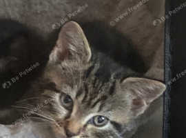 3, 12 weeks kittens for sale